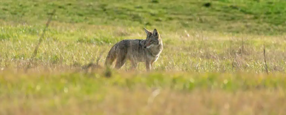 A coyote stands in a field of green and tan grass, looking to the right. The sun shines on its fur.