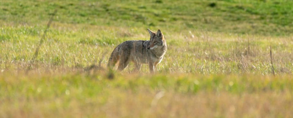 Can Fences Keep Coyotes Out Of My Yard?