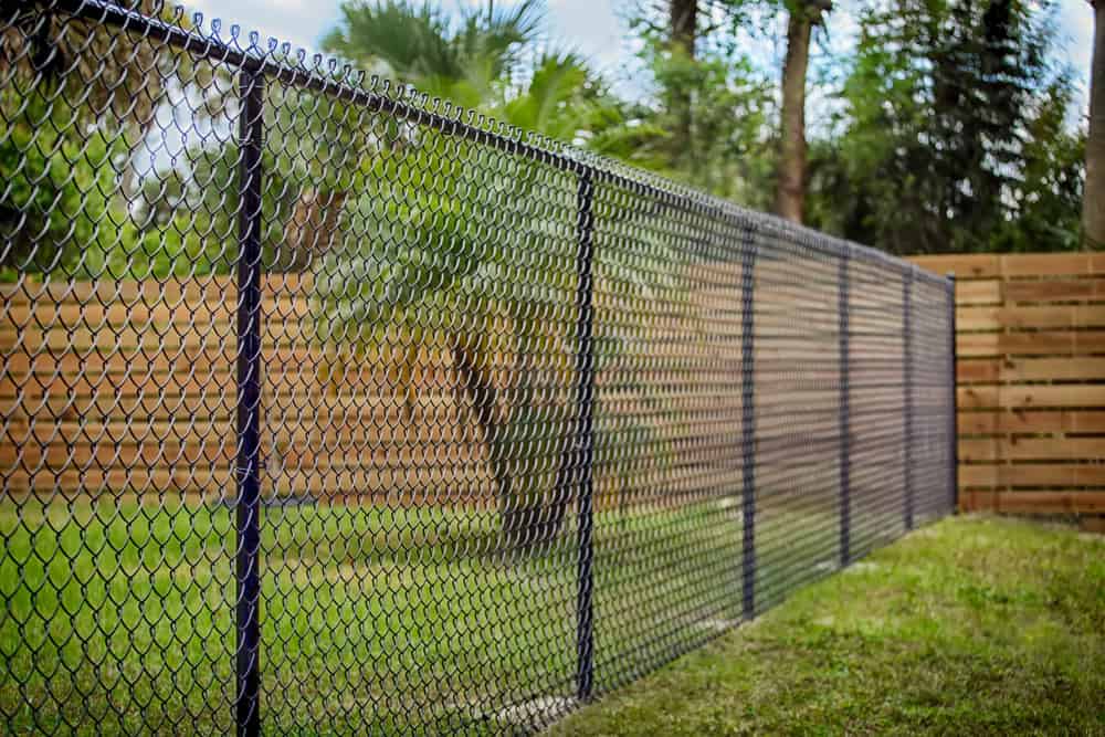 A chain-link fence runs along a green grassy area with trees and a wooden fence in the background. The scene appears to be a backyard or garden setting under a clear sky.