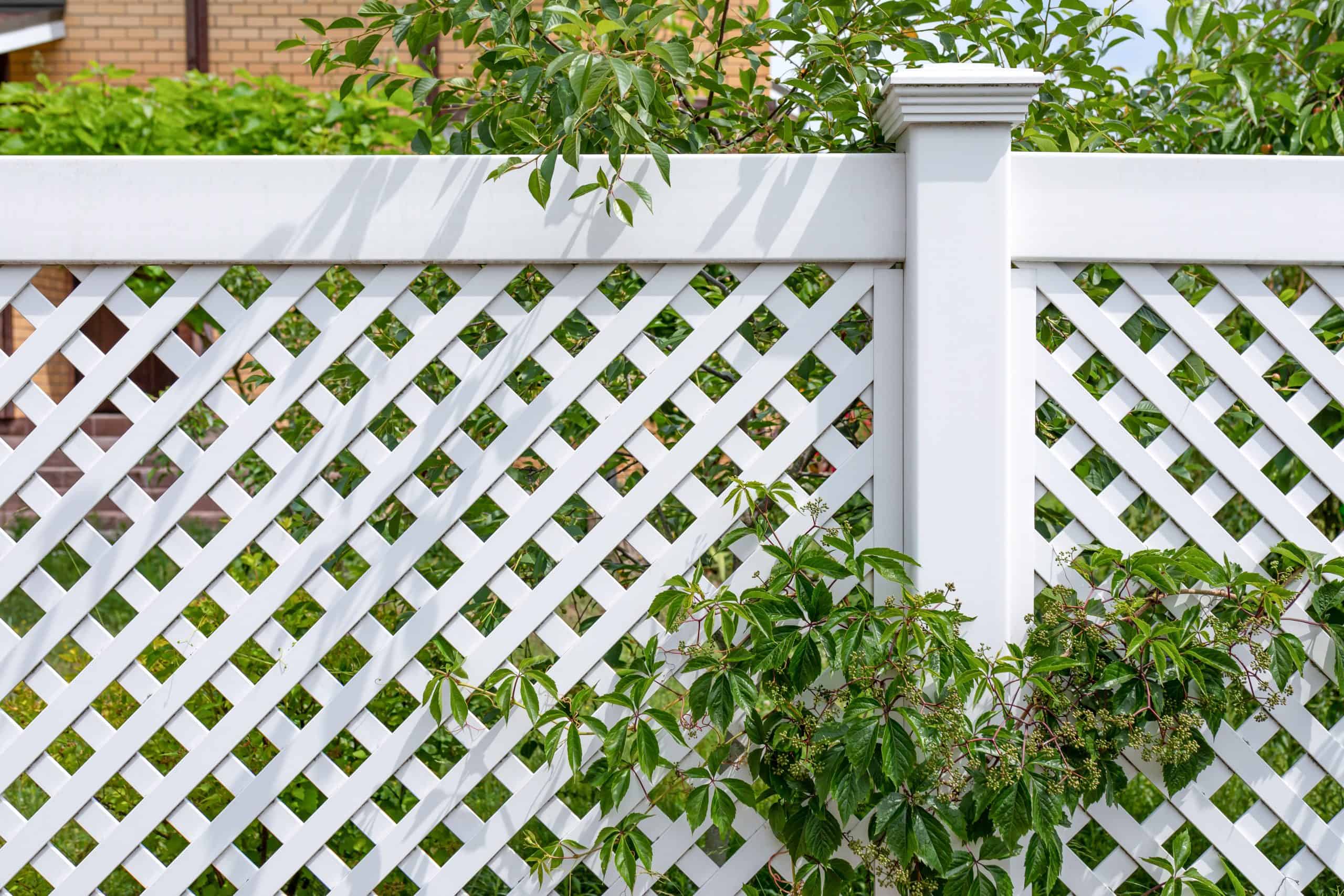 A white lattice fence with green ivy partially climbing on it. Lush greenery and a brick building are visible in the background under a clear sky.