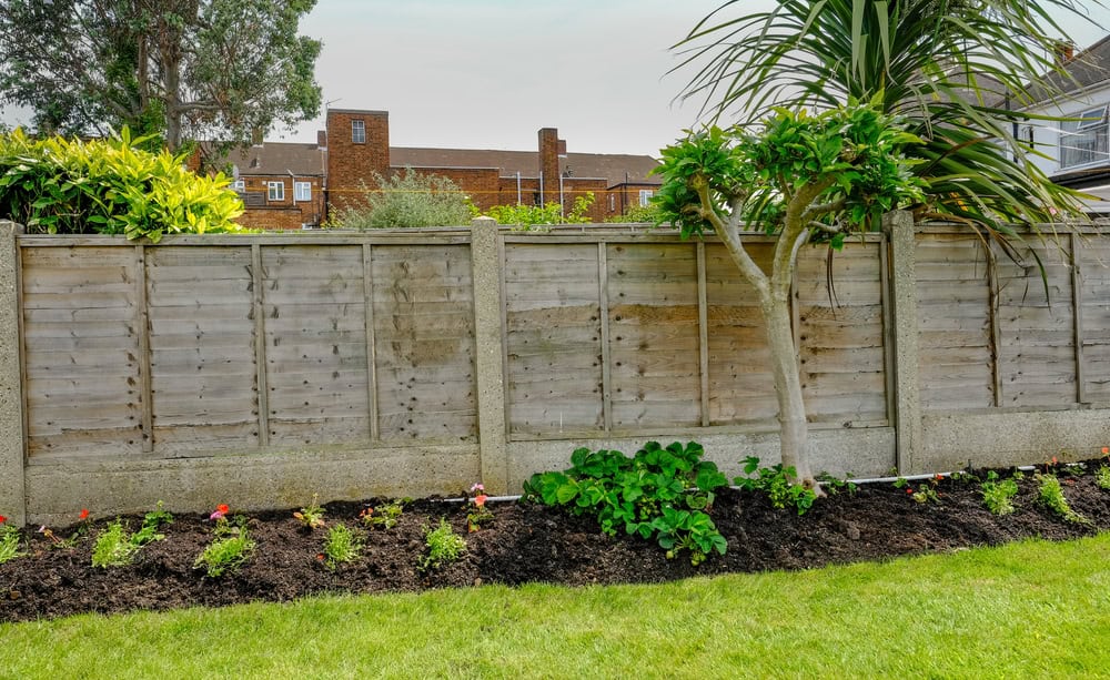 A backyard garden with a tree and small plants in a freshly mulched flower bed, adjacent to a wooden fence. In the background, there are buildings and more greenery.