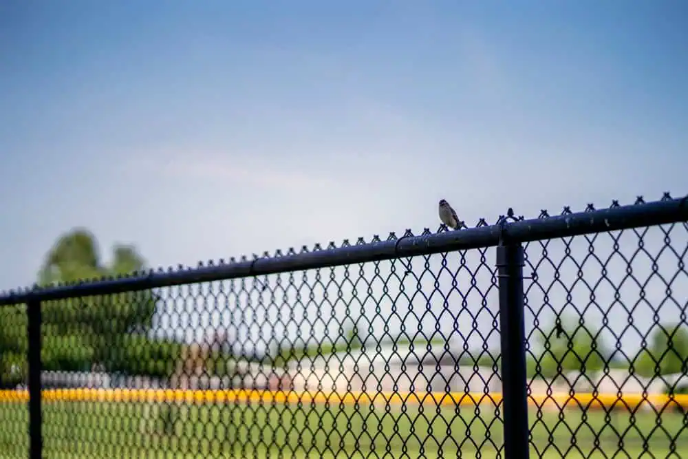 A small bird perches on a chain-link fence under a clear blue sky. In the background, there are blurred trees and an out-of-focus baseball field with a yellow boundary.
